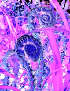 Cohen_Fiddleheadsjpg