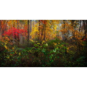 Fall-Colors-in-Dark-Hollow-2021