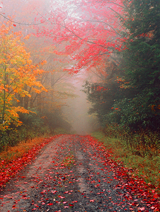 Misty-Trail-copysized