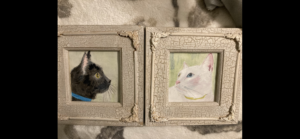 two portrait paintings of a black cat and white cat made by west virginia artist