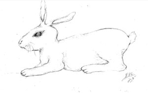 326c370363ad-Rabbit__July_1__2020_