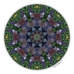 GRIBKO-White-tail-Medicine-Image