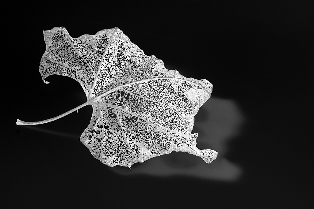 Fauxgram-Leaf-1